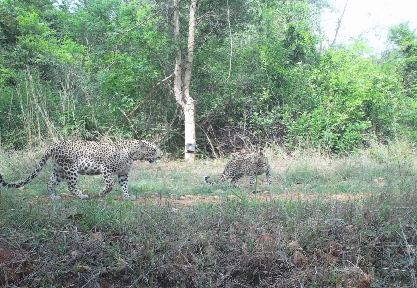 A camera trap image shows two leopard in a forest area in south Bengaluru. | HNF