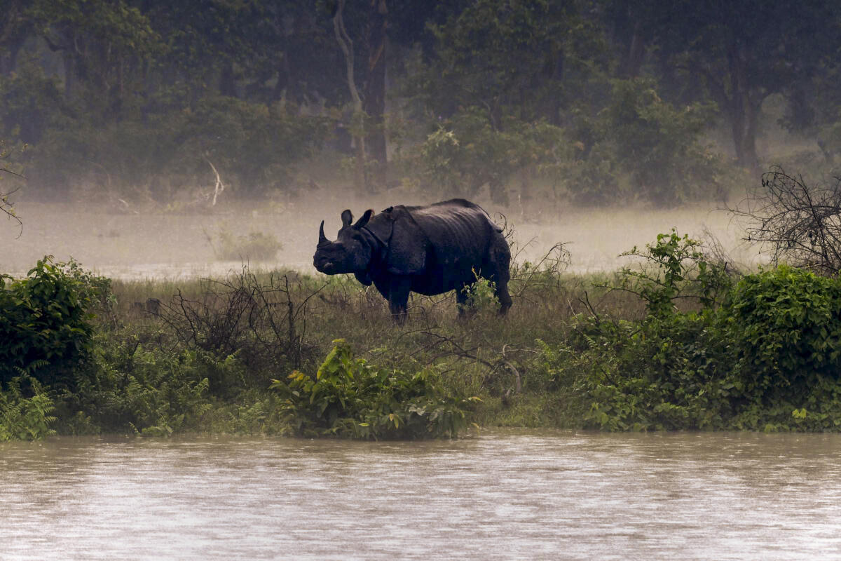 Indian rhinoceros, also known as greater one-horned rhinoceros, grazes at a higher ground amid flooding in some ares of Pobitora Wildlife Sanctuary, in Morigaon district