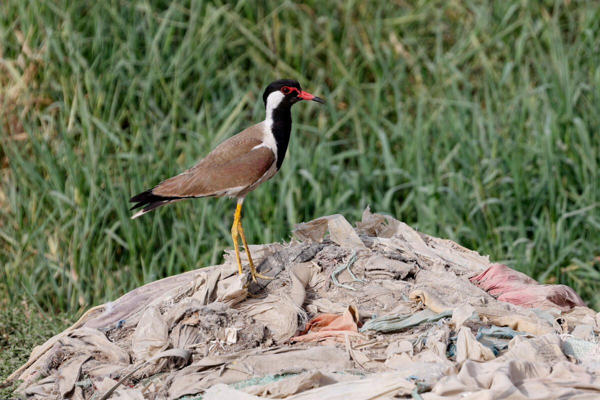 A red-wattled lapwing bird stands on a heap of rubbish, on the World Environment Day, in Karachi, Pakistan