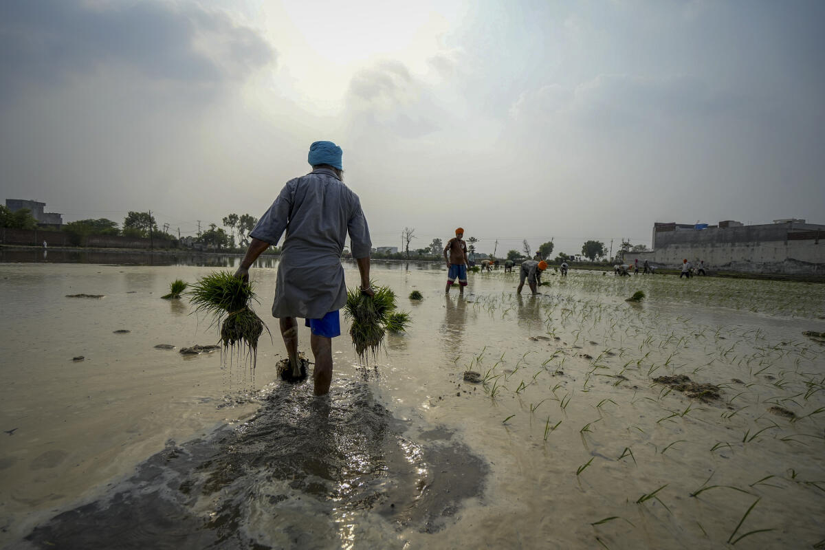 Farm workers plant paddy seedlings, at a field on the outskirts of Amritsar