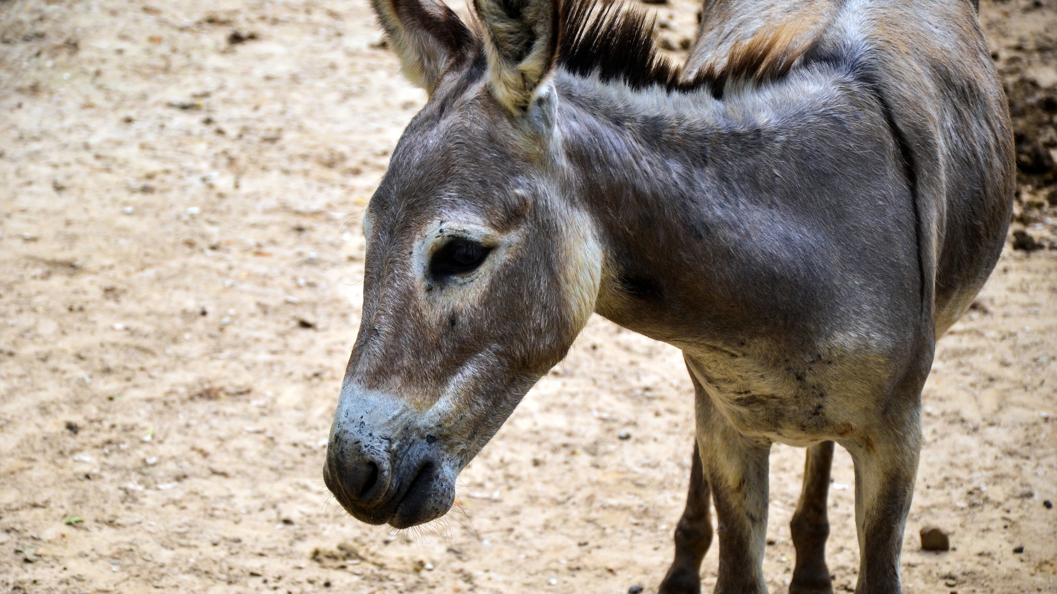 Poor struggle as China eyes Pakistan's donkeys for hides for ejiao