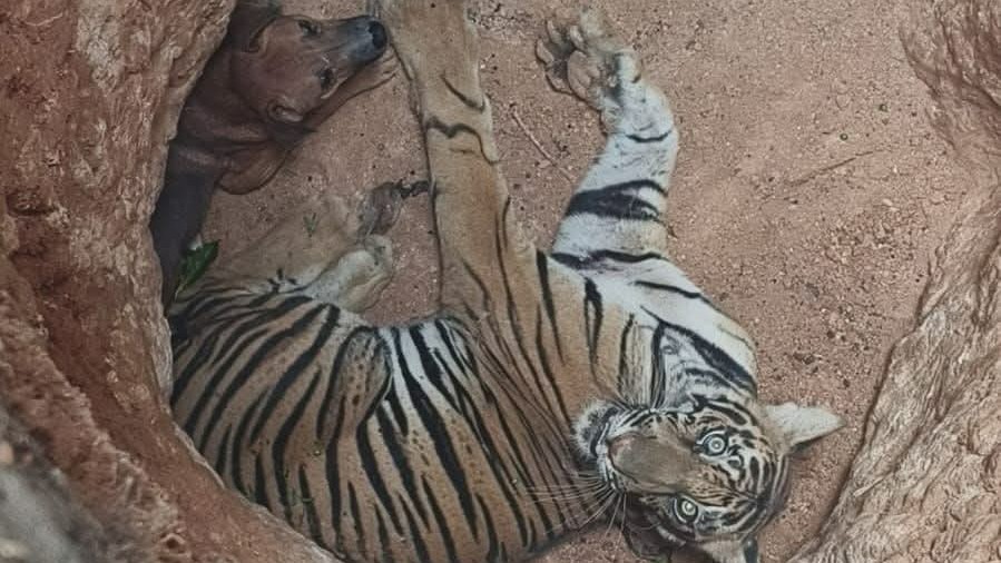 Tiger, dog rescued after falling into pit near Kerala-Tamil Nadu border