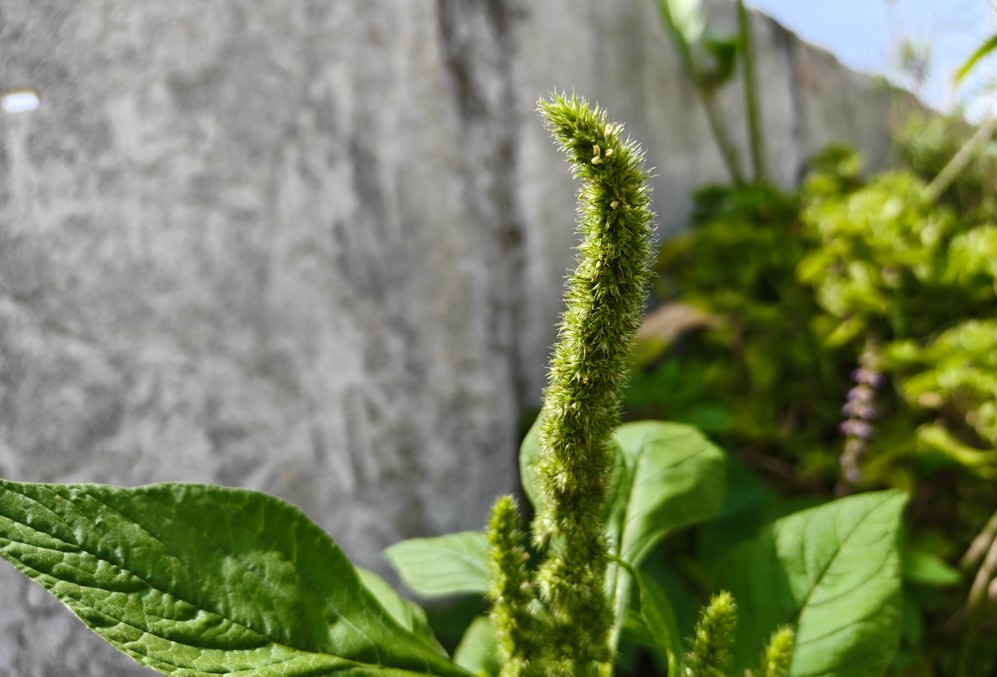 OnePlus 13s camera sample.