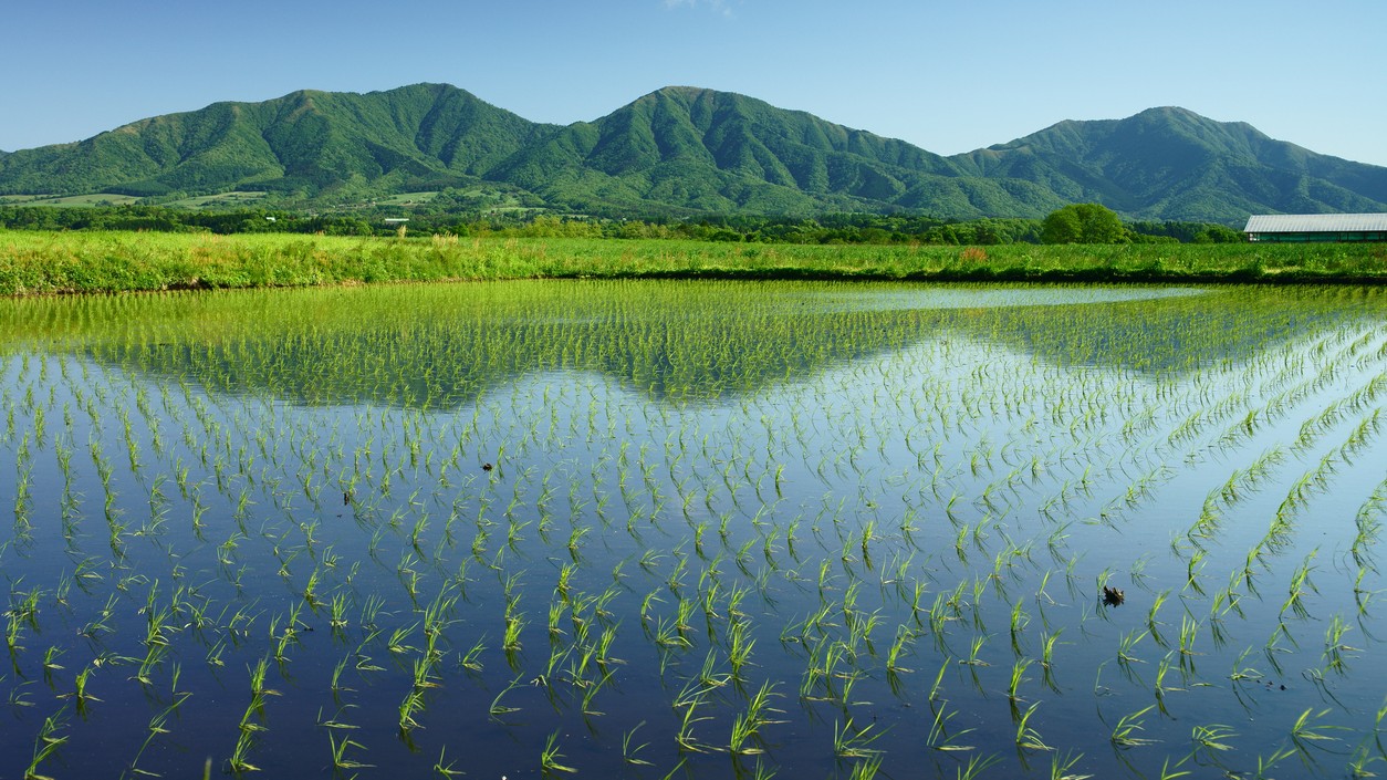 How vintage rice is shaking up Japan's politics