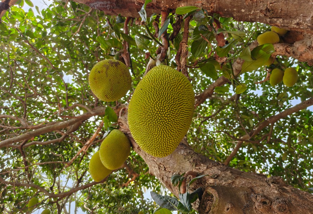OnePlus 13s camera sample.