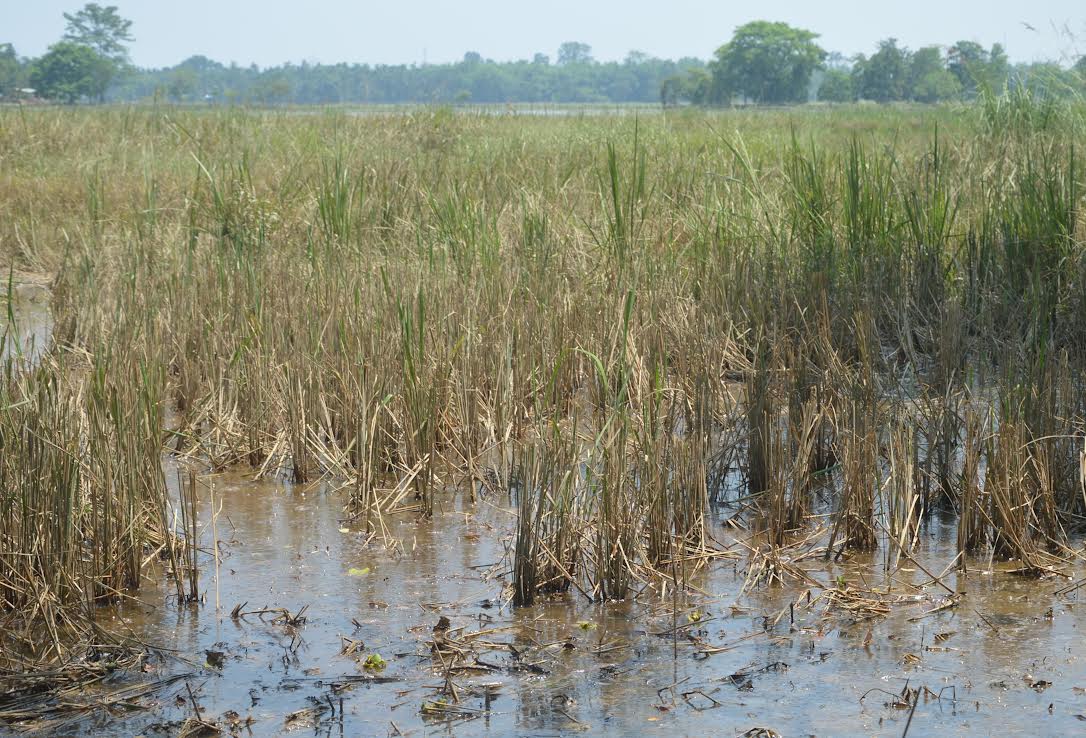 Paddy crops damaged by flood water at Bahakabari village in Nagaon district.