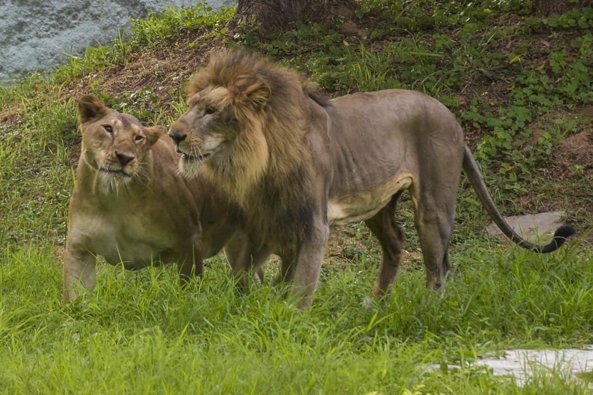 A pair of Asiatic lion and lioness, seen in their enclosure on a hot summer day, at Sarthana Nature Park in Surat, Sunday, June 8, 2025.