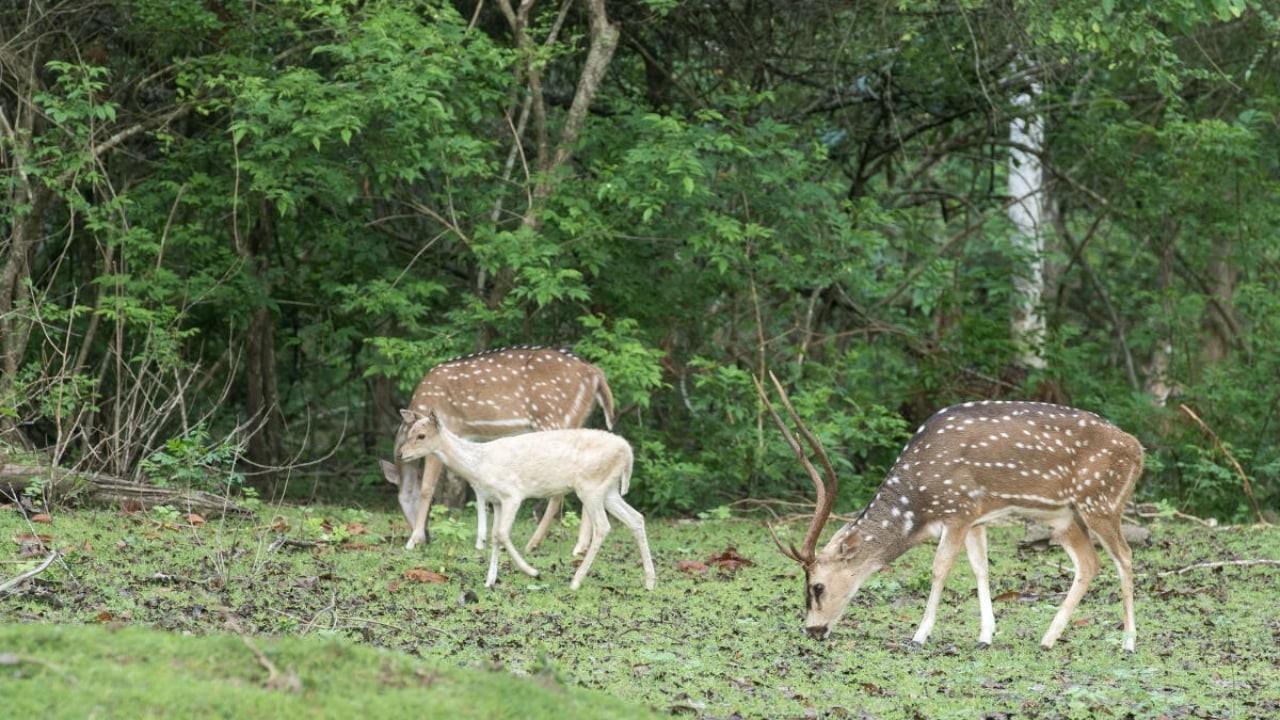 Legal notices served to MLAs, cautioning against revival of safari in Ngarhole, Bandipur