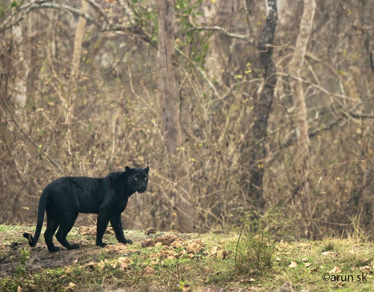 Saaya from Kabini by Arun S K 
