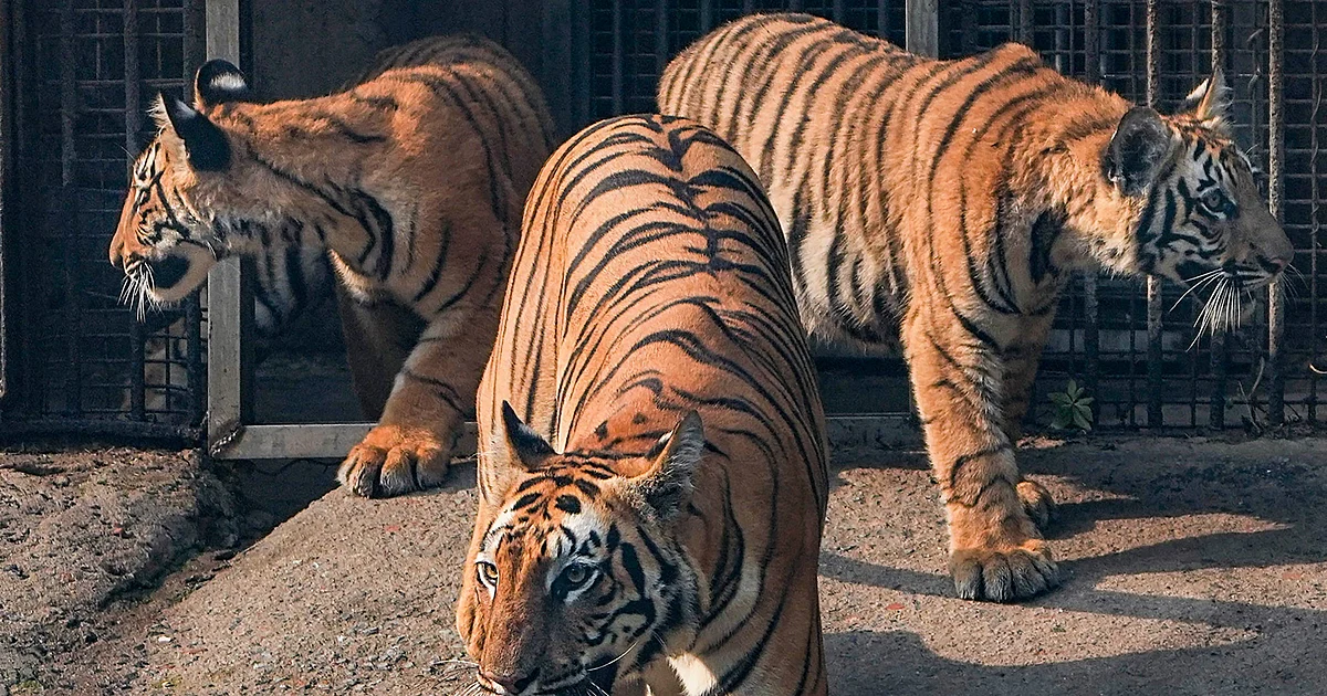 Der Zoo von Delhi arbeitet mit Vantara zusammen, um die Tierpflege und die ...
