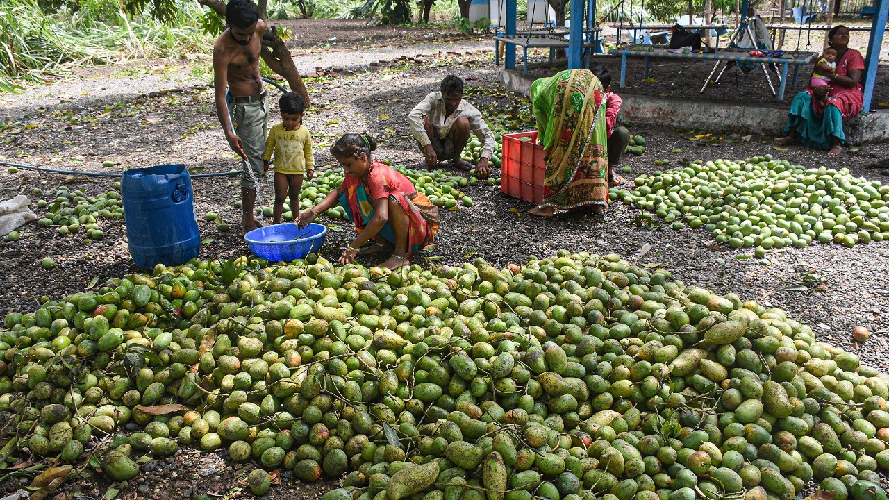 Karnataka urges Andhra to revoke ban on Totapuri mangoes
