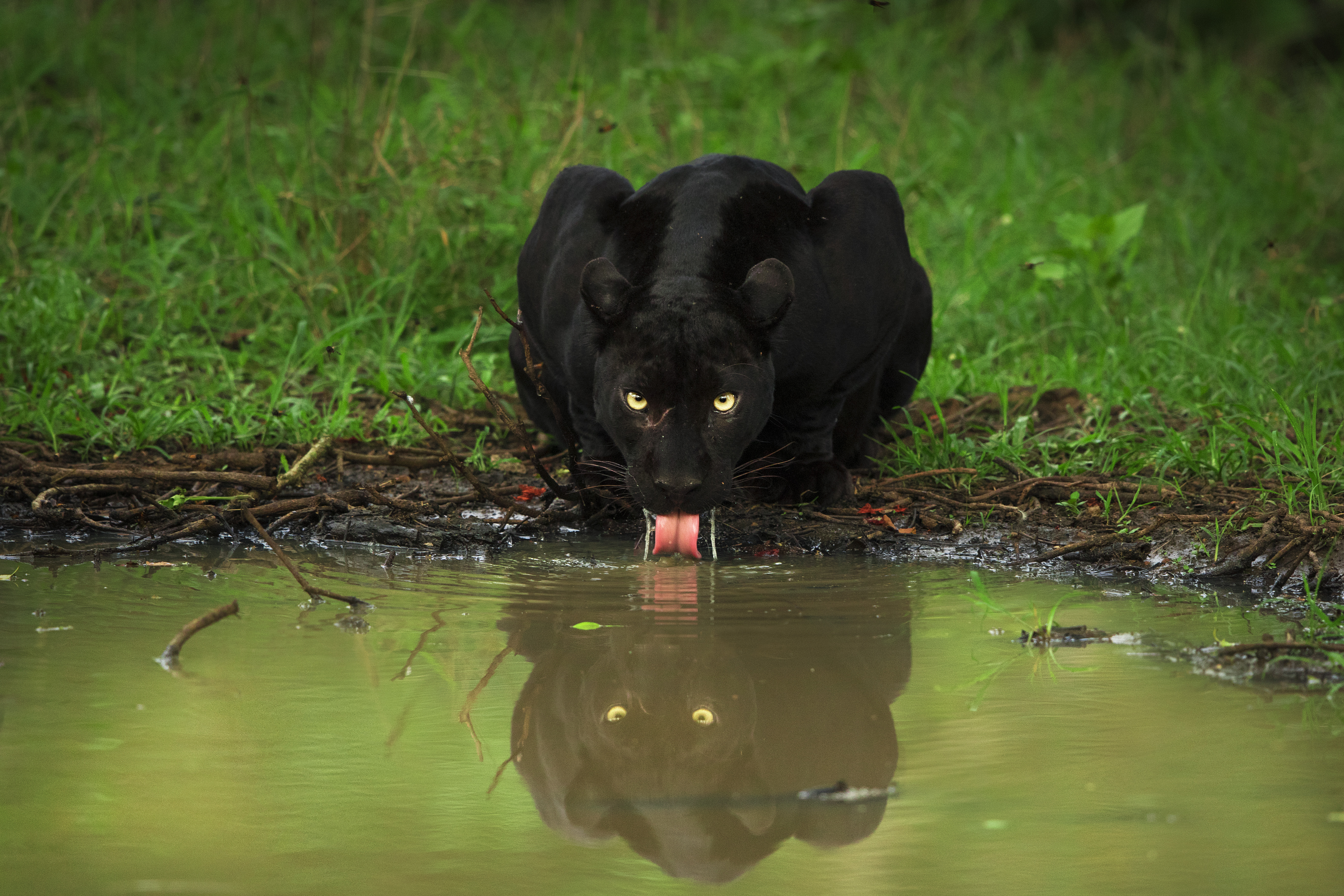 Saaya a black panther at a lake in Kabini. Photo by Yashas Narayan