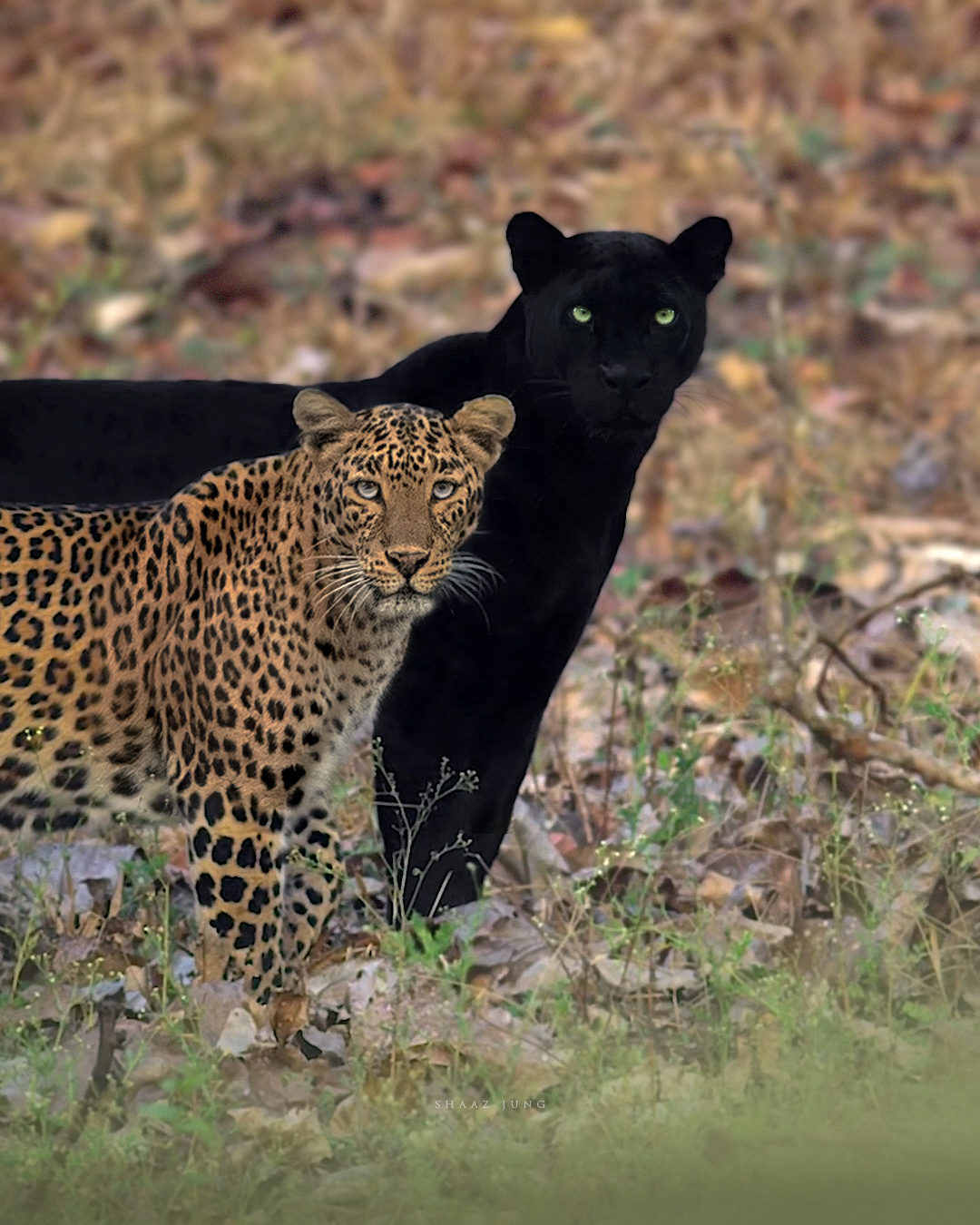 Saaya and Cleopatra a common leopard at Kabini. Photo by Shaaz Jung
