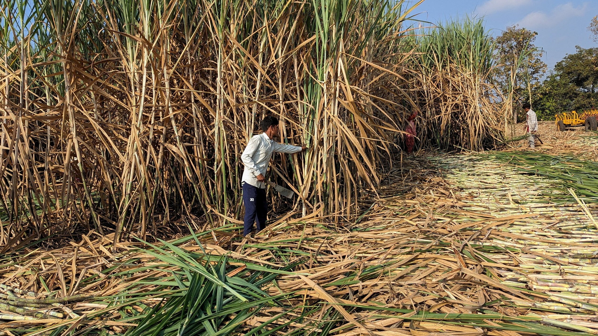 AI likely to help enhance sugarcane production by 30%: Expert