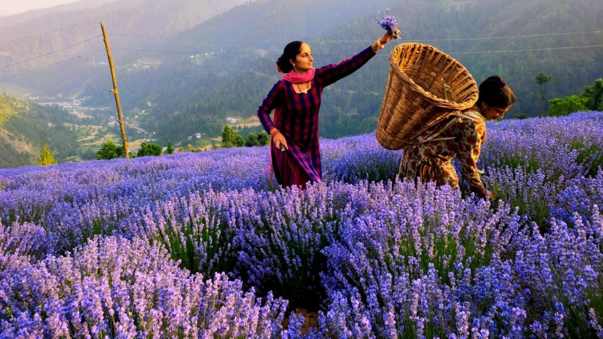 J&K farmers turn to lavender cultivation for better profits