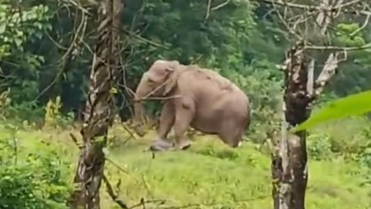 Female elephant refuses to leave dead calf in Karnataka, video viral 