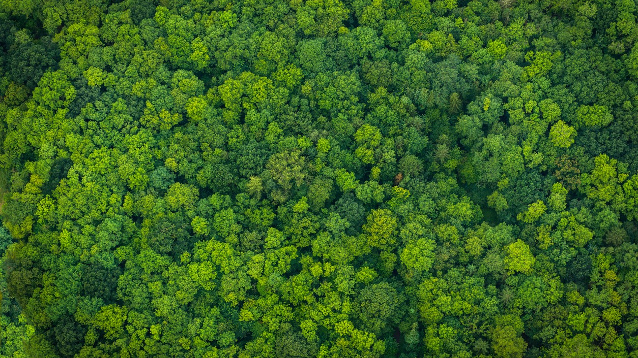 60k trees to go as Saundatti power project gets green nod