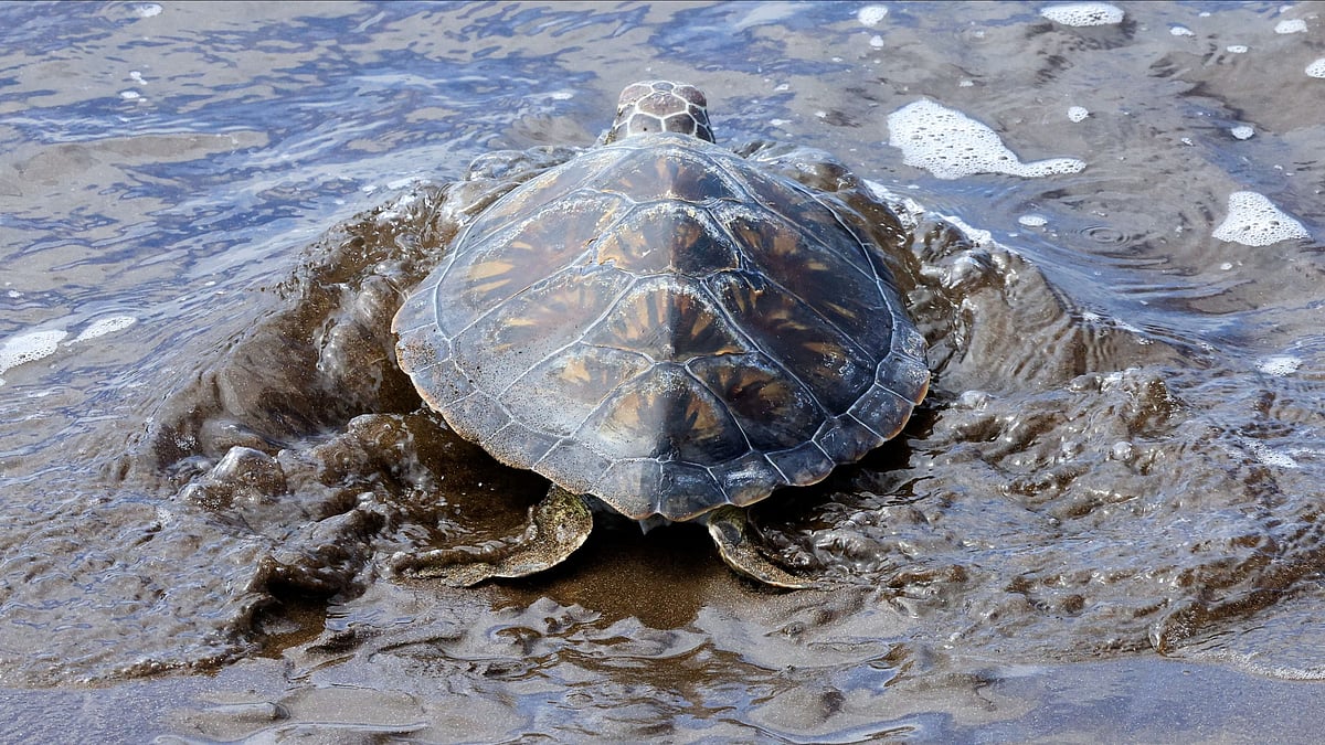 New helpline to help rescue stranded marine animals