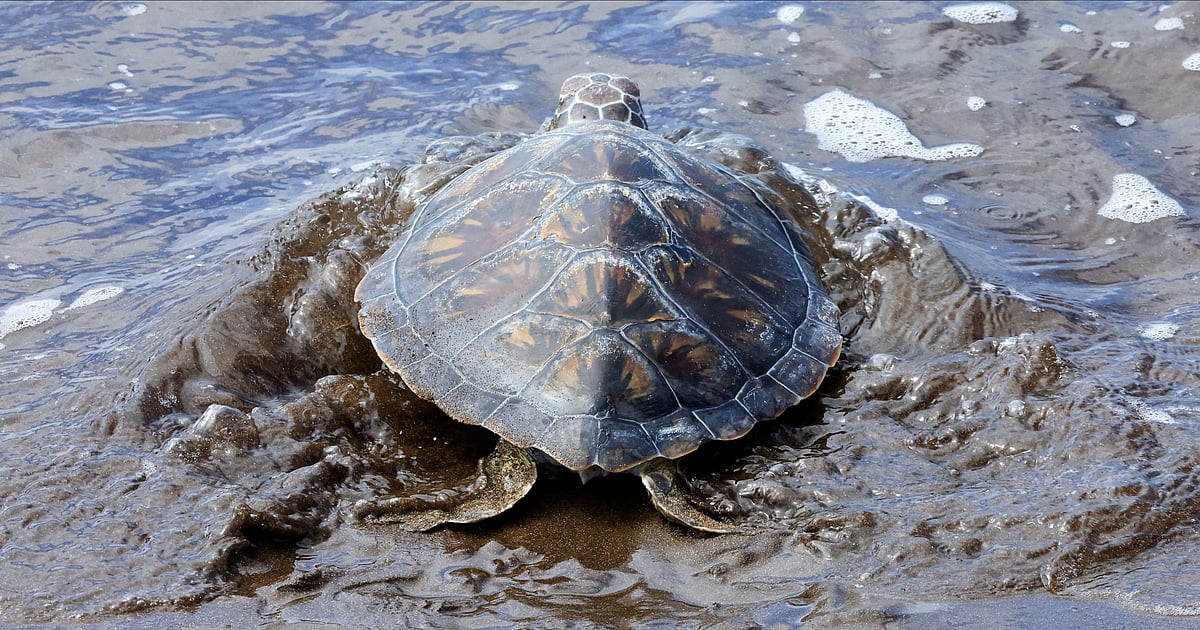 New helpline to help rescue stranded marine animals