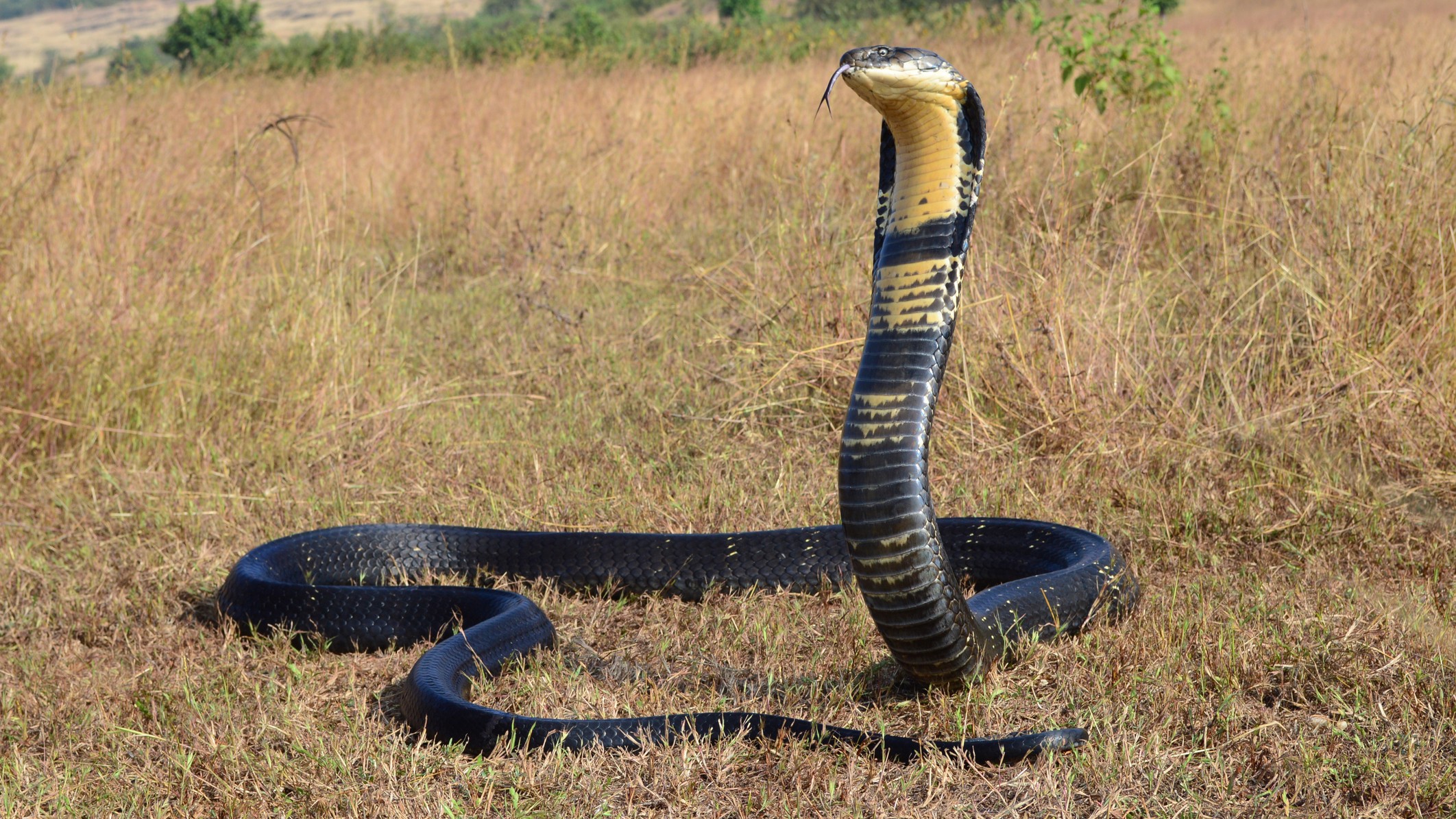 King Cobra from Karnataka dies at Bhopal's Van Vihar National Park