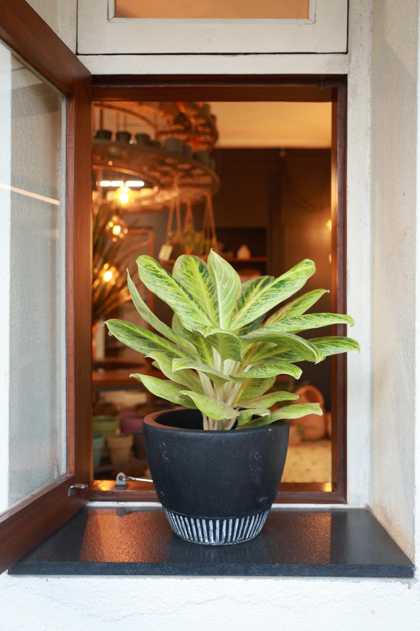 Aglaonema