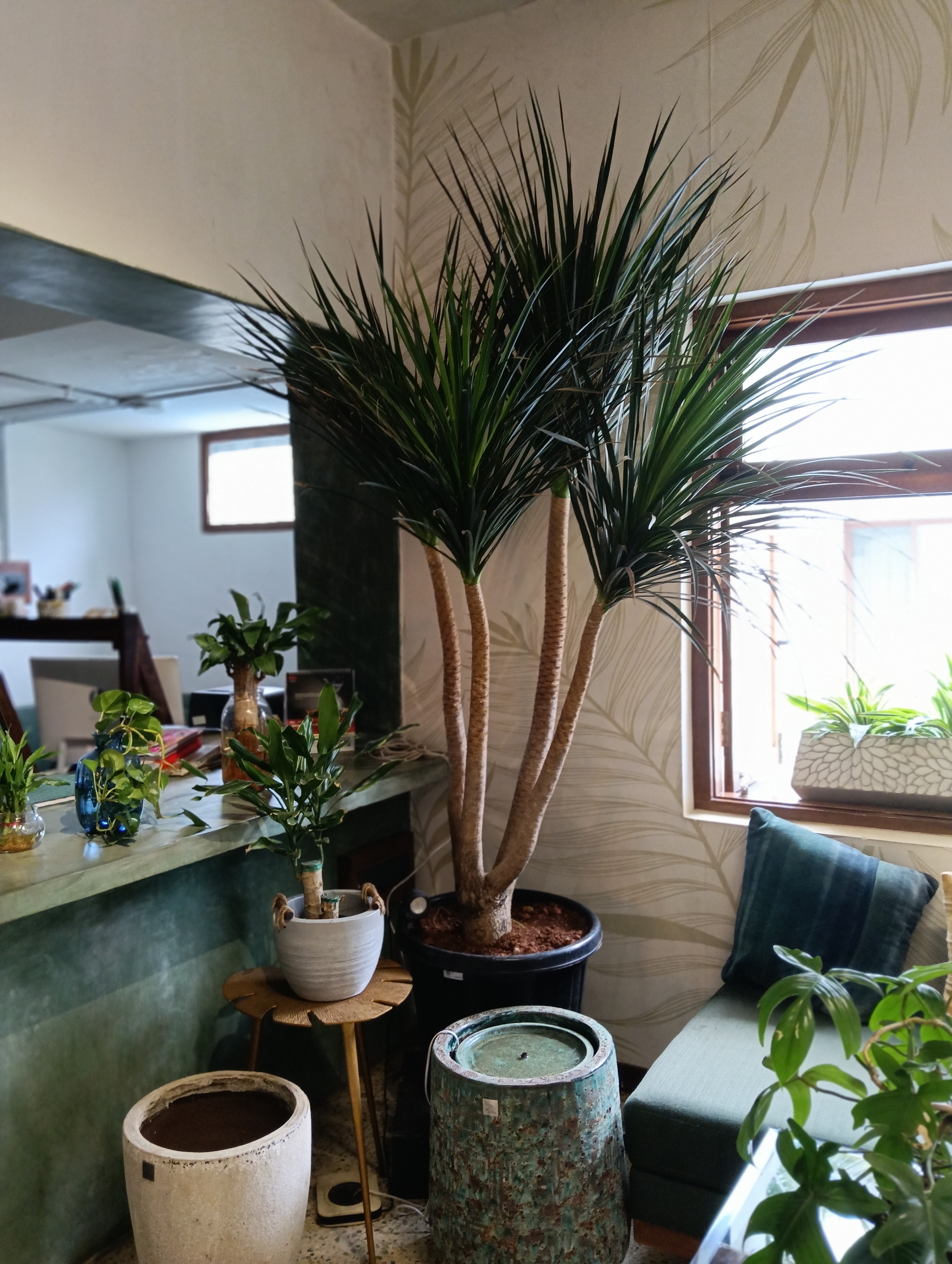 Dragon Tree