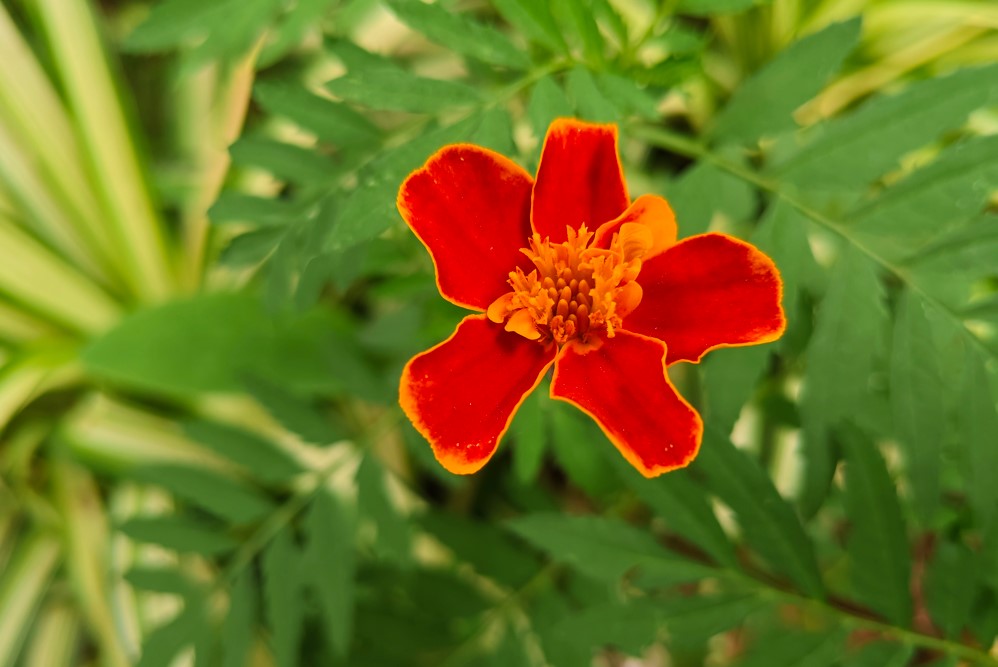 iQOO Neo 10's  camera sample.