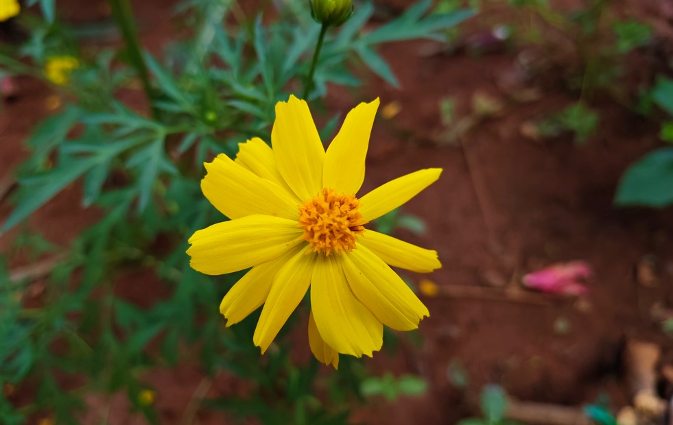 iQOO Neo 10's  camera sample.