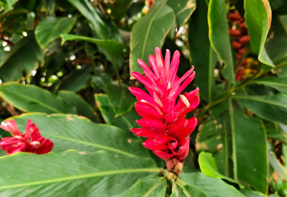 iQOO Neo 10's  camera sample.