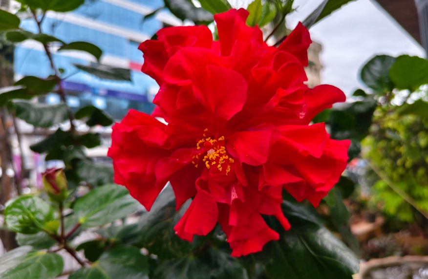 Vivo T4 Ultra's camera sample.