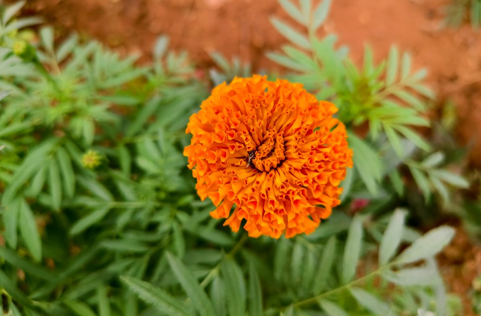 Vivo T4 Ultra's camera sample.