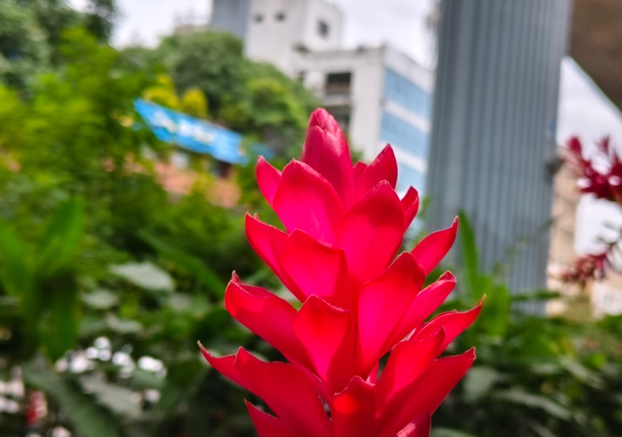 Vivo T4 Ultra's camera sample.