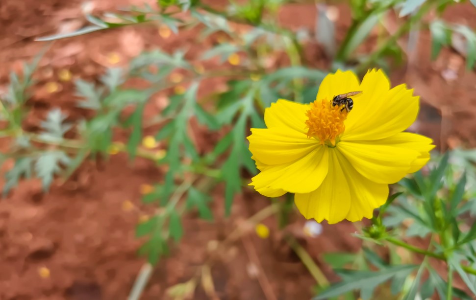 Vivo T4 Ultra's camera sample.