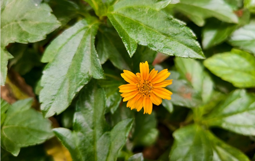 Vivo T4 Ultra's camera sample.