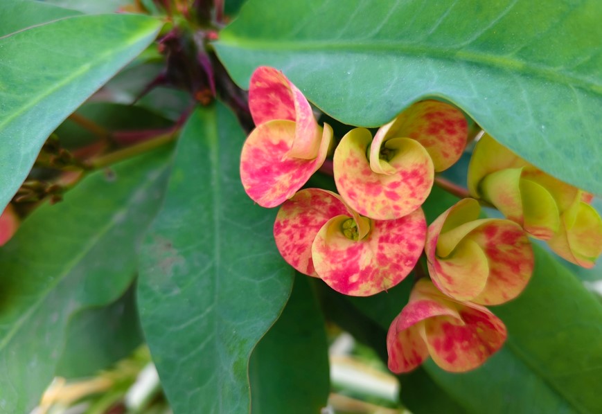 Vivo T4 Ultra's camera sample.