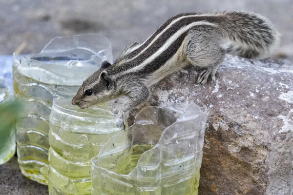 A squirrel drinks water accumulated in waste plastic bottles on a hot summer day, in New Delhi