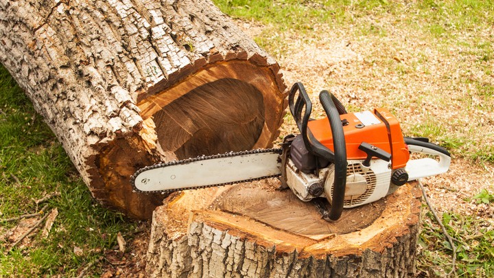 Centre issues model rules to ease tree felling on agricultural land, boost agroforestry