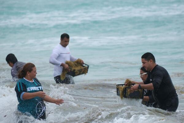 Volunteers take part in a massive clean-up event "Todos contra el sargazo" (All against sargassum), a community effort to remove sargassum seaweed from beaches, in Cancun, Mexico