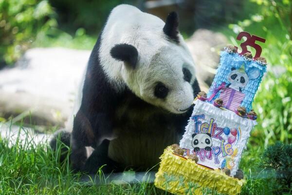 Giant panda Xin Xin celebrates its 35th birthday at the Chapultepec Zoo in Mexico City