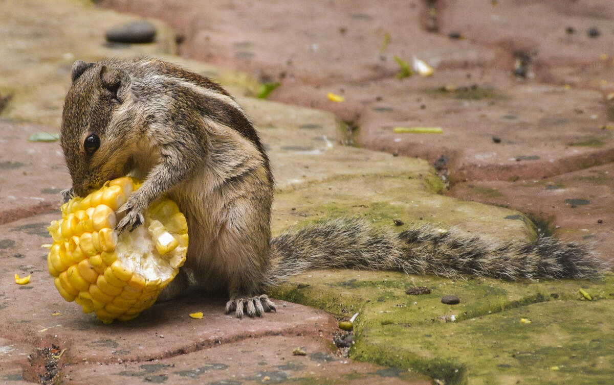 A squirrel nibbles a corn cob, in Surat