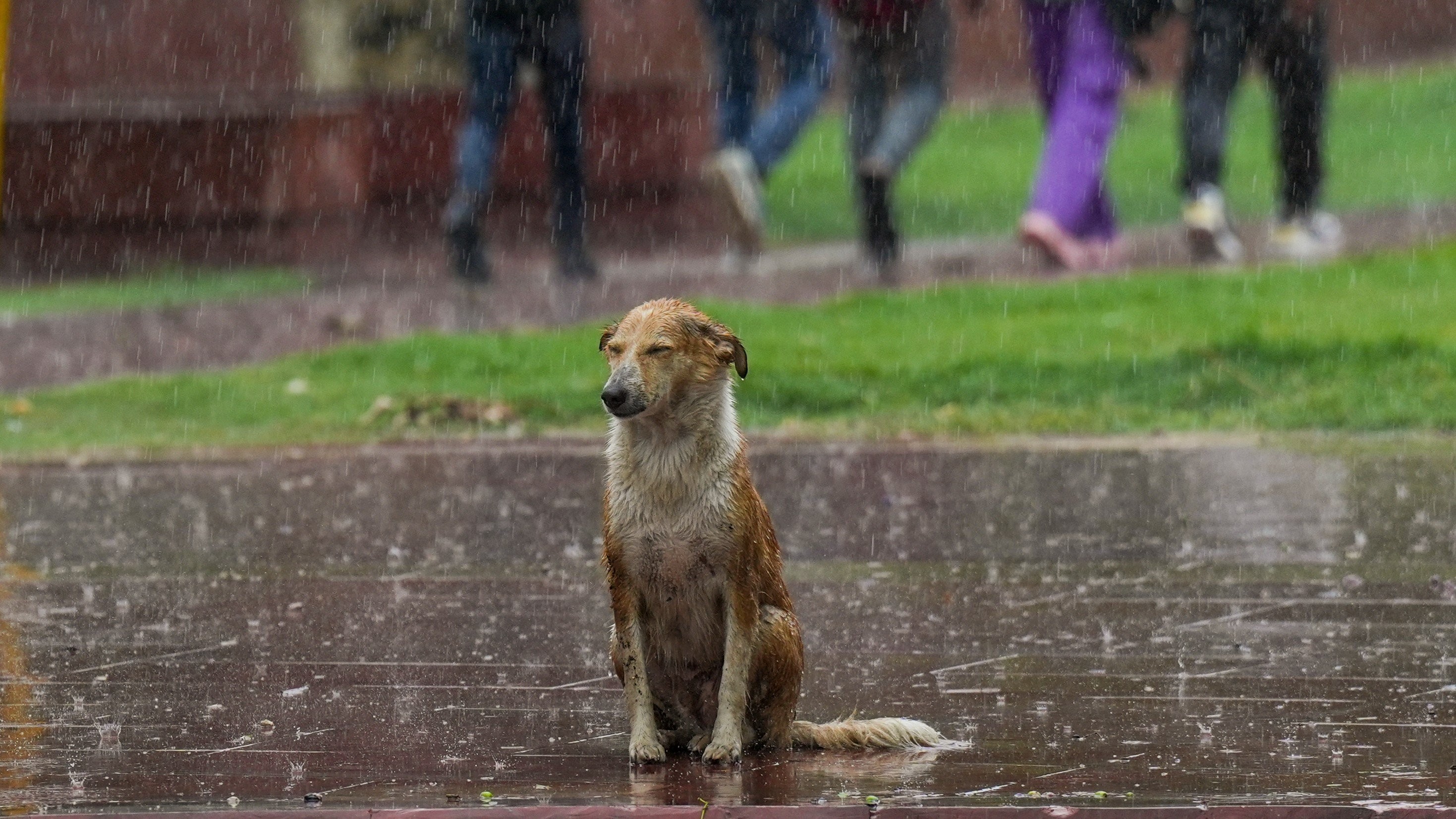 Delhi: Artificial rain project postponed to August-end amid monsoon