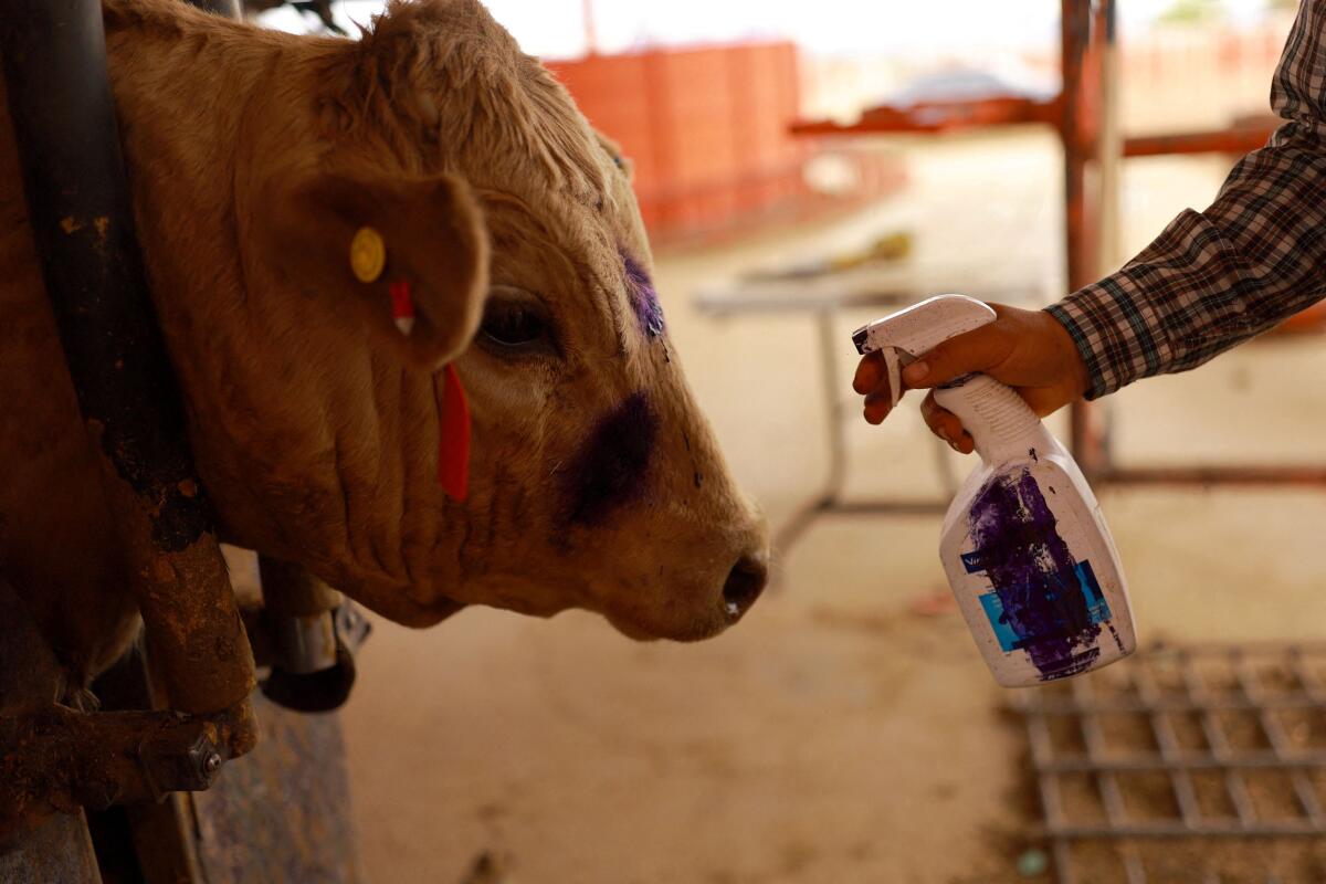 Animal health worker Eduardo Lugo treats the wounds of a cow as Chihuahua ranchers intensify surveillance for the screwworm after the U.S. suspended cattle imports following the detection of the parasite in southern Mexico