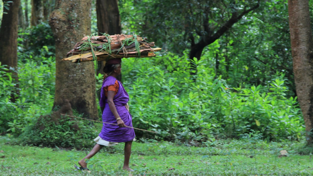 Kerala turns to tribal wisdom to help solve human-animal conflict