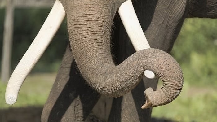 Kodagu: Man killed, another injured in jumbo attack 