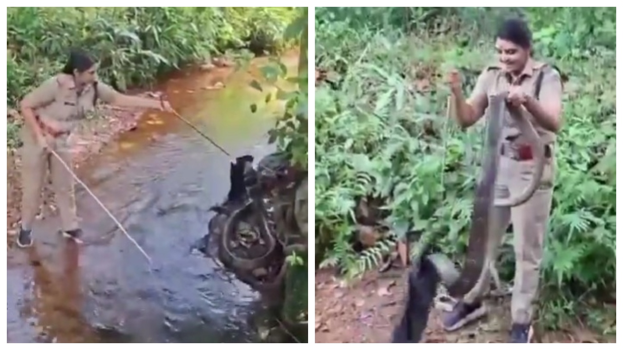 Watch: Kerala woman forest officer rescues king cobra in six minutes