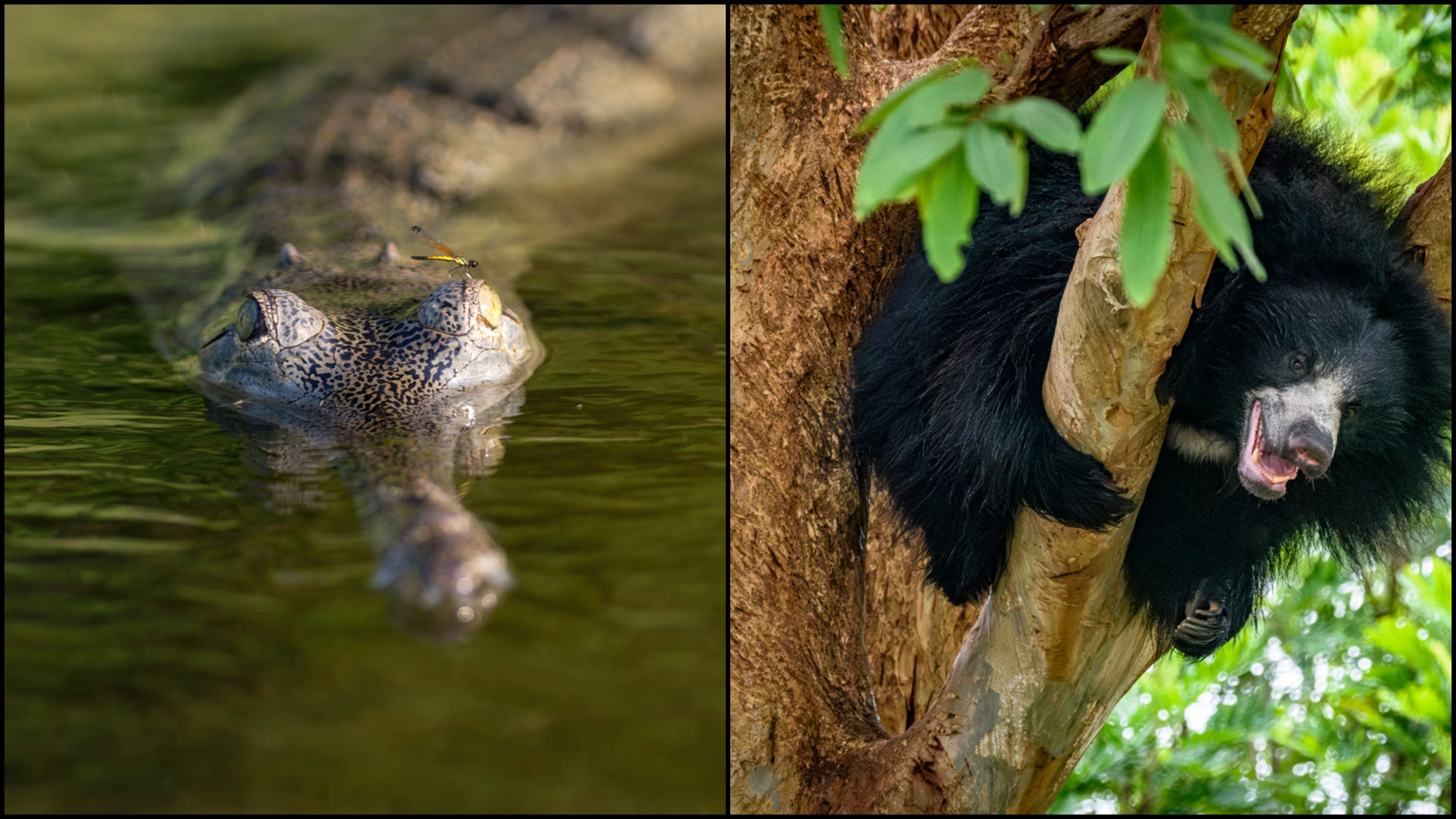 Gharial, sloth bear to be covered under Centre's scheme for critically endangered species