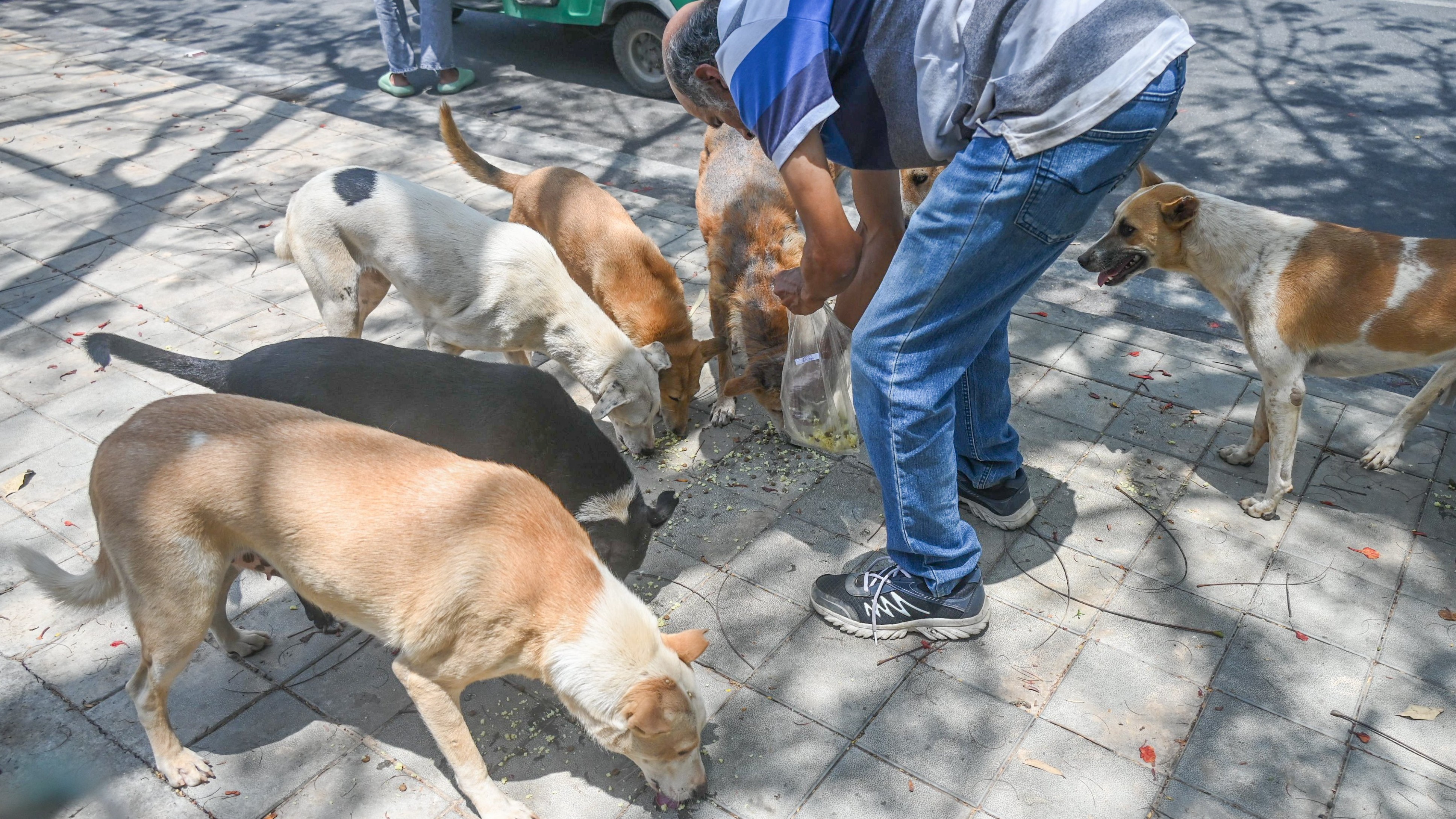 BBMP Launches Rs 2.88-Cr Chicken-and-Rice Feeding Plan for 5,000 Stray Dogs