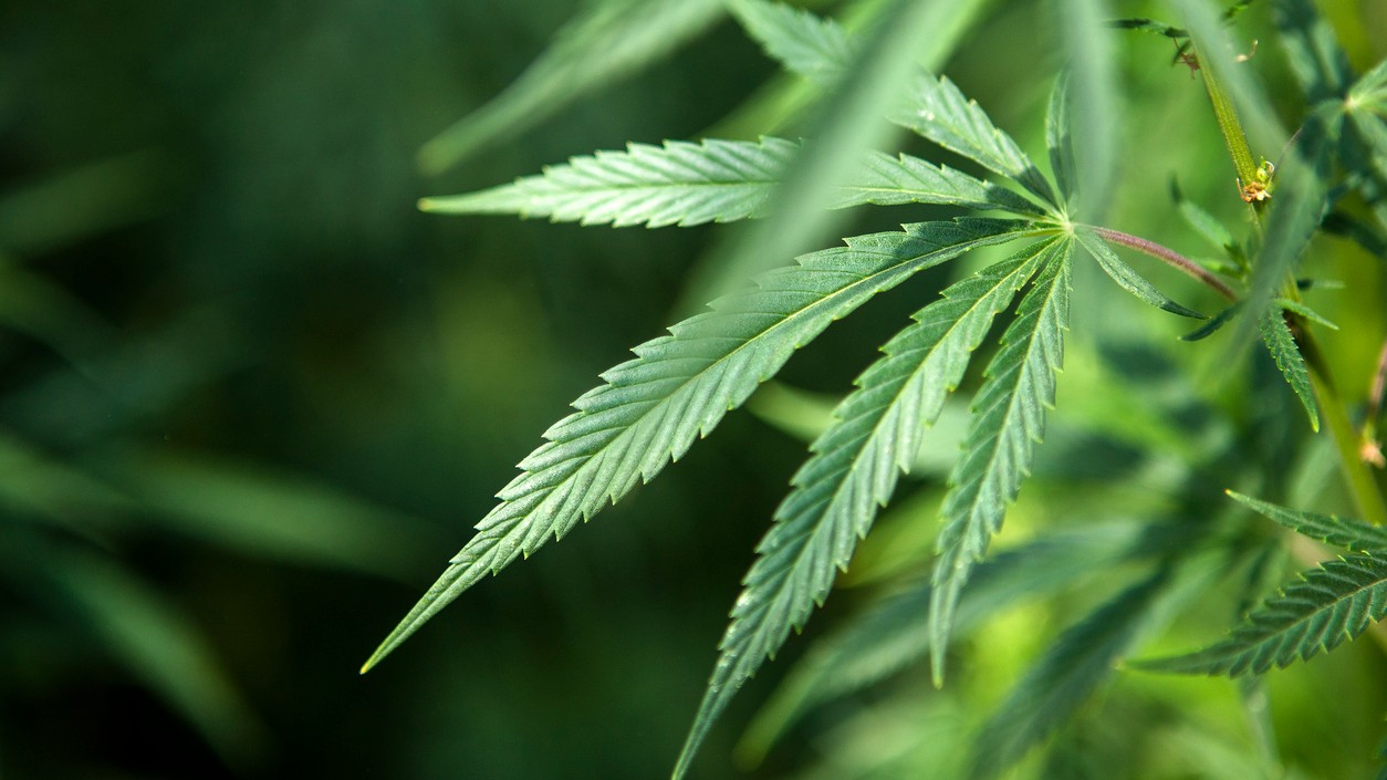 Hydroponic weed valued at Rs 33.35 crore seized at Mumbai airport over three days; 8 held
