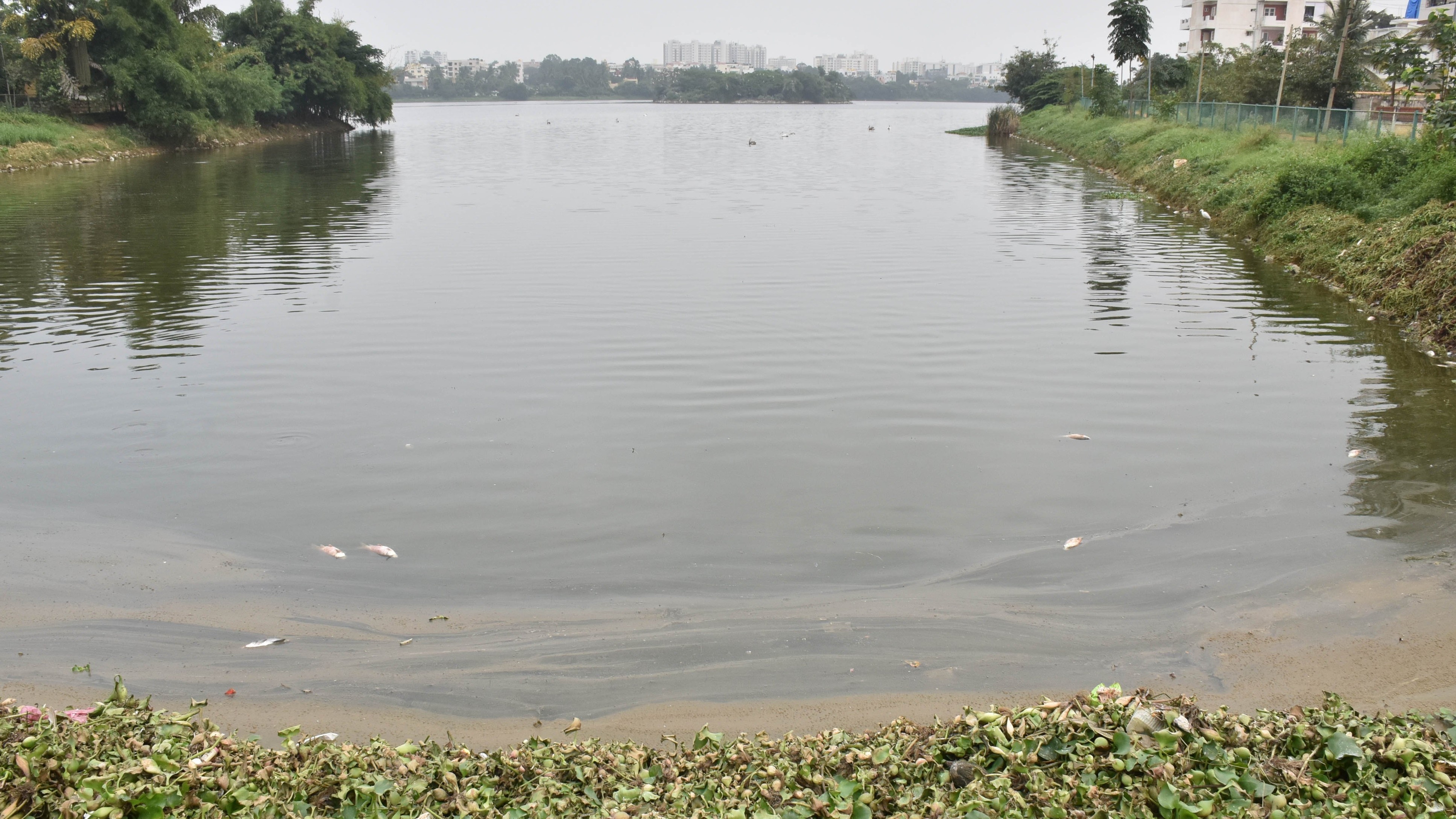 ‘Rachenahalli, Narasipura lakes encroached’