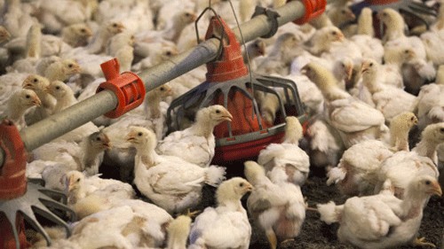 Bird flu in Odisha’s Puri district; govt culls over 6,700 birds
